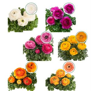 Bild von Ranonkel P12 Aanbieding Divers